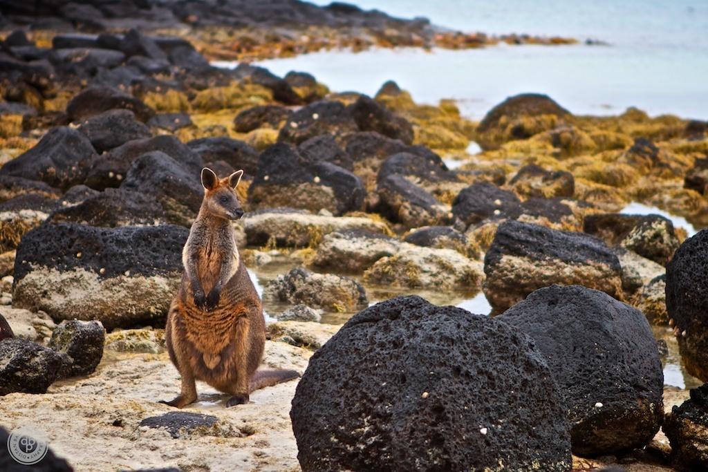 Oscars Waterfront Boutique Hotel Port Fairy Bagian luar foto